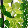 The Power of Plants: The Best Air-Purifying Plants for Your Home