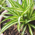 The Power of Indoor Plants: Top 8 Air-Purifying Plants for Your Home