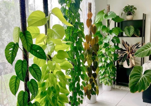 The Power of Plants: The Best Air-Purifying Plants for Your Home