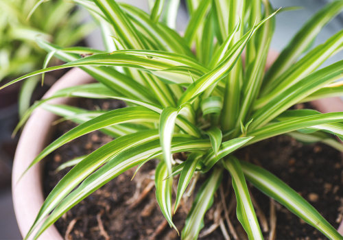 The Power of Indoor Plants: Top 8 Air-Purifying Plants for Your Home